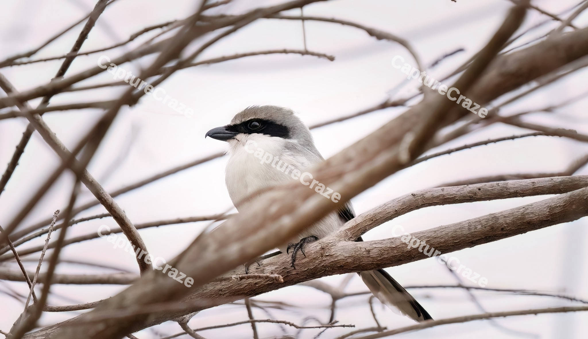 Loggerhead shrike perched on a branch